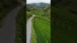The Beautiful Scenery of The Rice Fields #nature #relax #beautiful #shorts #travel