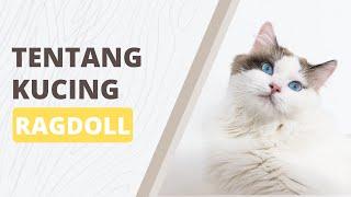 Sejarah, Ciri-Ciri, dan Harga Kucing Ragdoll