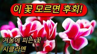 겨울에 피는 꽃 추천 #시클라멘 #식물도감 #겨울꽃