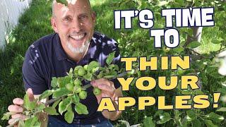 How and When to Thin Your Apple Tree