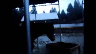 Serenity Equine Rescue and Rehabilitation Tour