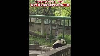 天津喜乐的快乐生活 #panda #Tianjin