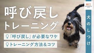 【犬の呼び戻し・おいで】の教え方やポイントをドッグトレーナーが解説！（子犬/成犬/保護犬/犬のしつけ/ドッグトレーニング）