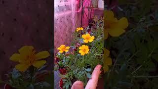 Часть 4. Любимые бархатцы #бархатцы #цветы