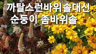 #키우기쉬운좀바위솔#좀바위솔꽃#좀바위솔키우기팁