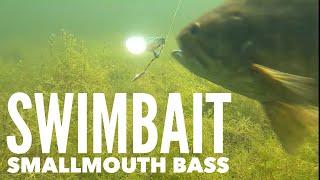 Swimbait Smallmouth Bass #shorts