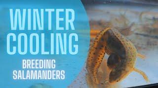 Winter Setup for Aquatic Newts! - A Guide to Winter Cooling