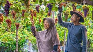 Memetik Anggur Ungu Manis di Kebun | Masak Ayam Goreng Kalasan, Bolu, Selai Anggur, dan Milky Grape