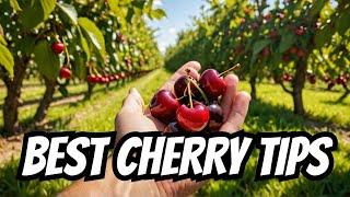 Top 10 Tips for Bountiful Cherry Harvest