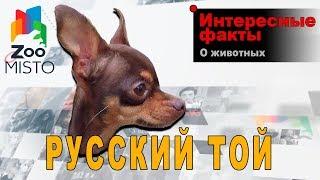 Русский Той - Интересные факты о породе