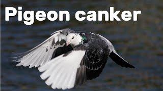 Canker in Pigeons - Pigeon Health Episode #3