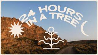 I spent 24 hours in a tree (so you don't have to)