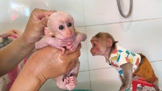 Monkey SinSin worried about the poor baby monkey when Dad took him to the bath