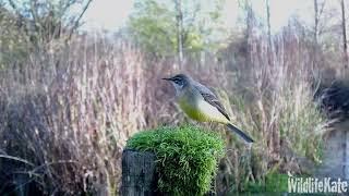 Nov19 GreyWagtail converted