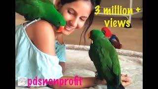 Aeriana and her eclectus family... Fourth of July special