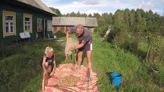 КУПИЛ ХУТОР в ЛЕСУ на краю БОЛОТА. Часть 62. ПОХОД  на БОЛОТО за КЛЮКВОЙ.