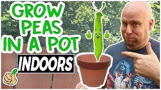 Growing Sweet Peas Indoors - Early Start to the Grow Season | Container Series 