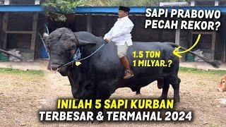 SAPI  KURBAN PRABOWO PECAH REKOR? Inilah 5 Sapi Kurban Terbesar & Termahal Idul Adha 2024