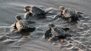 AMAZING FOOTAGE of Baby Turtle Hatch, Run Towards Ocean