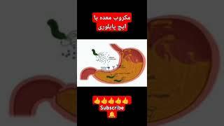 معلومات عام در باره ایچ پایلوری GENERAL INFORMATION ABOUT H-Pylori