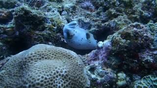 #170204 #Okinawa #Diving #Blackspotted Puffer