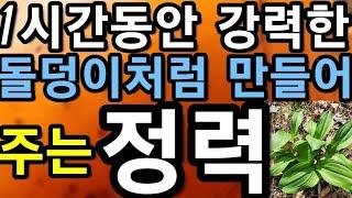 정력! 1시간동안 강력한,돌덩이처럼,만들어,주는,산마늘~정력초!                               산마늘,명이나물,녹이총,행자산,@WellbeingTV