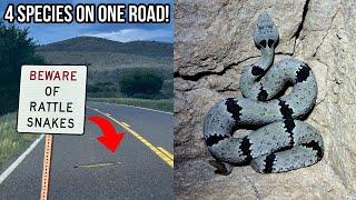 FOUR Rattlesnake Species Found Crossing One Road in New Mexico! More New Mexico Field Herping