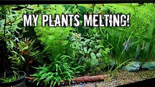 My Plants Melting! #aquarium #walstad #plantedtank