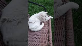Геркулес пришёл на ужин