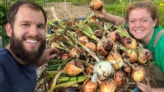 BIG Onion Harvest! A Years Worth Of Onions