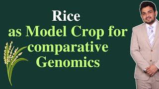 Why rice is used as model of monocot?