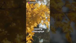 Why Leaves Change Color in the Fall? #shorts #short #explore #explained #nature #naturelovers