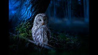 The Sound of crickets and owls at night II 9 hours II Relaxation II good sleep