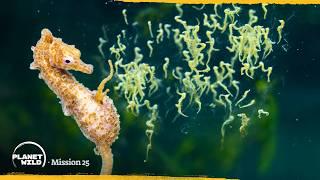 How seahorses make babies