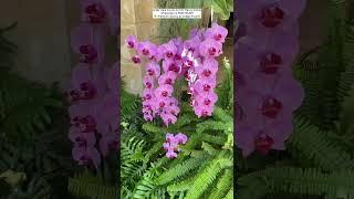 Buy Rare Orchid Plants Online #orchid #orchids #indoorplant #plants #gardening #flowers #ytshorts