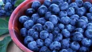 Burpee Blueberries