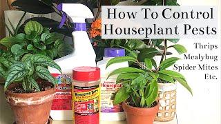 How To Control Houseplant Pests (Spider Mites, Thrips, Mealybug, Fungus Gnats...)