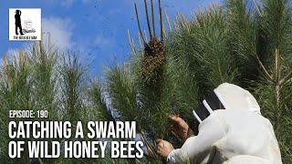 Catching a Swarm of Wild Honey Bees - The Bush Bee Man