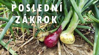 CIBULE , poslední zákrok kterým zvětším úrodu #onion
