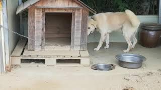 반려견ㆍ리트리버ㆍ차돌군!   아직은 더워요~~