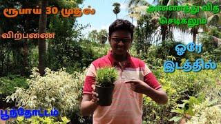 NURSERY GARDEN EXPLORE | SRI BALAJI NURSERY GARDEN | PLANTS STARTING FROM -30- RS | #005