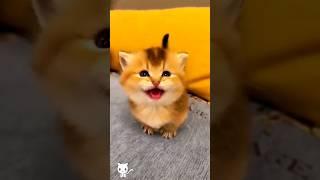 Cute baby kitten meowing ️