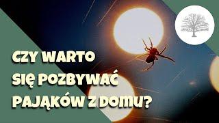 Pająk w domu - pomocnik czy szkodnik?