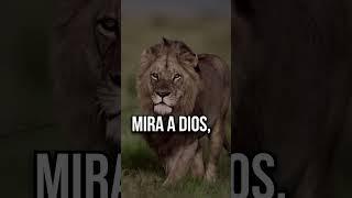 Mira a Dios #shorts #youtubeshorts #short #shortsvideo #frases #reflexiones