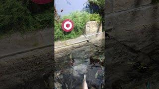 Archerfish Bullseye || ViralHog