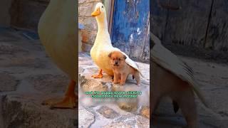 Lt turns out the animal world is so full of love #shortvideo #animals #duck #dog #healing #shorts