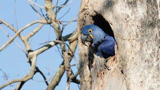 Free Flight Hyacinth Macaw In Wild