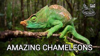 Amazing chameleons on the hunt, chameleon species from wilderness of Africa, Madagascar, India!