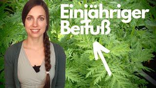 Artemisia annua | Nobelpreisgekrönt und doch unterdrückt? Was der Einjährige Beifuß alles kann!