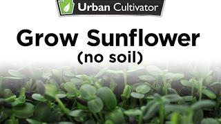 Grow Sunflower Microgreens Without Soil